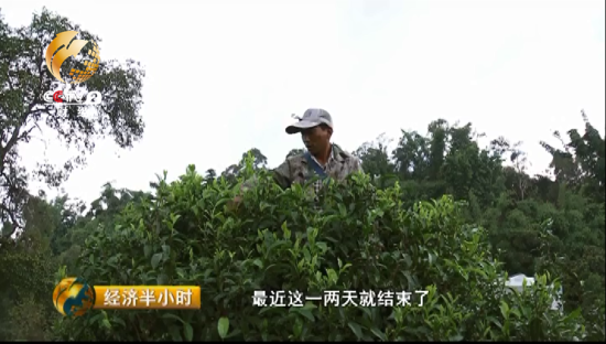 老班章村的李开华正在茶园里采最后一波秋茶。