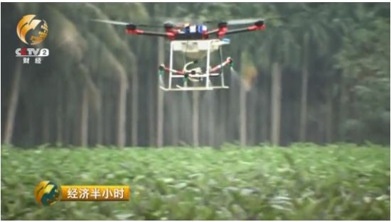 海南省琼海市一家农业合作社的圆茄种植基地，两个月前，这里迎来了这个喷洒农药的新帮手。