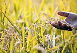 稻穗饱满，今年将有个好收成