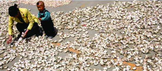 大蒜出口量增价降，“退蒜事件”为山东农产品出口商敲警钟。