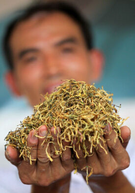 2013年7月14日，湖南怀化一种植户展示亟待外销的南方金银花。