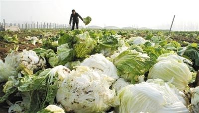大白菜丰收，菜农却笑不起来