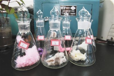实验人员将毛绒玩具样品取样装入容器，其中两种测出含有甲醛。