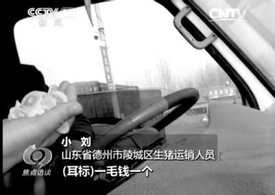 运销人员披露生猪耳标可随时打上。央视截图