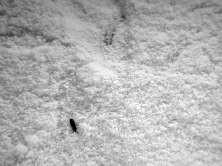 奶粉中的黑色小虫。