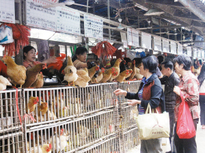　　肉鸡种类繁多，市民难以辨别。 何泳 摄