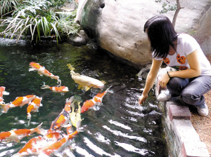 　　锦鲤被养殖于精心构建的深水池中。