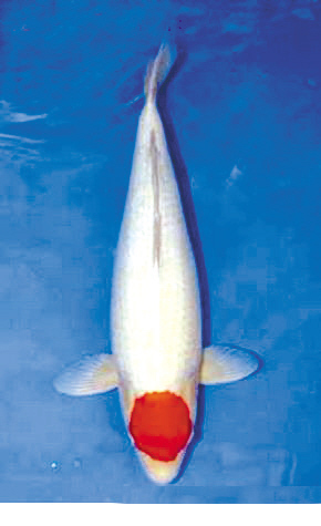 　　▲此条锦鲤拍卖价格达99万元。