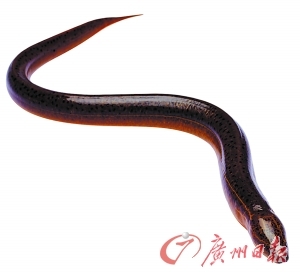 　　图片说明：黄鳝是餐桌上常见的水产品。(资料图)