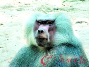 　　“阿尔法”狒狒会承受较大压力，人类也一样。(CFP供图)