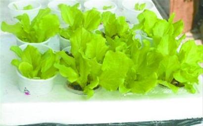 刘先生家约2平方米的阳台上种着生菜、菠菜、空心菜、辣椒等近十种蔬菜。