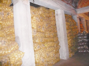 大量滞销土豆躺在地窖里急等买主。