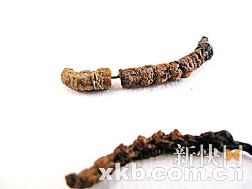 虫草造假涂抹重金属粉掺水一两可多赚4000元 手机新浪网