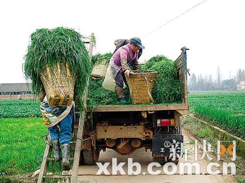 ■农户将收割的牧草送往牧场。 