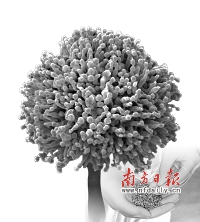 显微镜下的黄曲霉素结构图。 资料图片