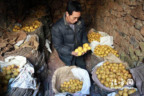　　青山村村民刘玉堂家的地窖堆满了酸梨