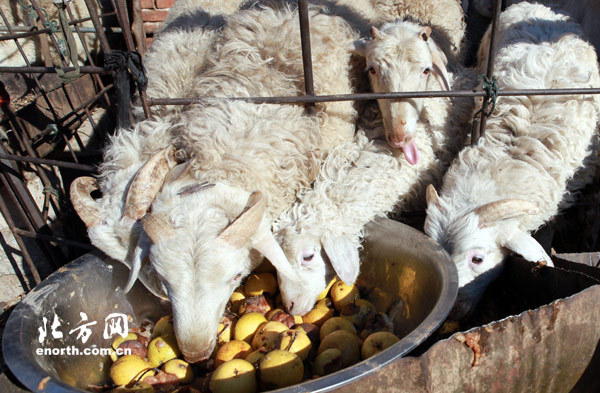 　　本来能卖钱的酸梨腐烂后只好用来喂羊