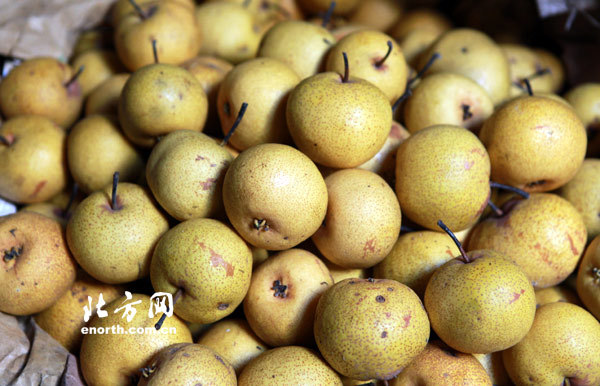 　　存放在地窖中的酸梨非常新鲜