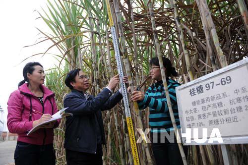 　　2月25日，李杨瑞(中)在广西农业科学院甘蔗科研基地观察甘蔗生长。 