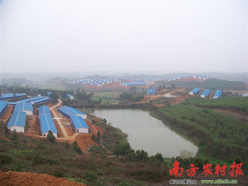 记者远拍壹号土猪养殖基地