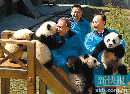 　　■2007年，许仕仁到四川时曾被熊猫