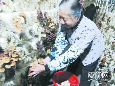 最近茶树菇产量大，销路却不畅。 袁晓敏 摄