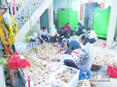 为了有个好卖相，阿婆与工人一起摘菌头。