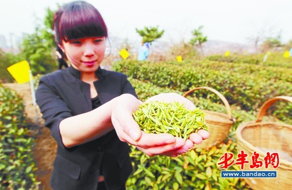 采茶姑娘采下新鲜的崂山大田春茶。记者 陆金星