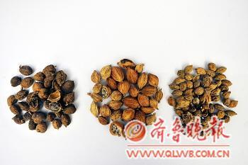 　　在药店购买的砂仁(左)和在超市购买的明显不同。本报记者 张中 摄