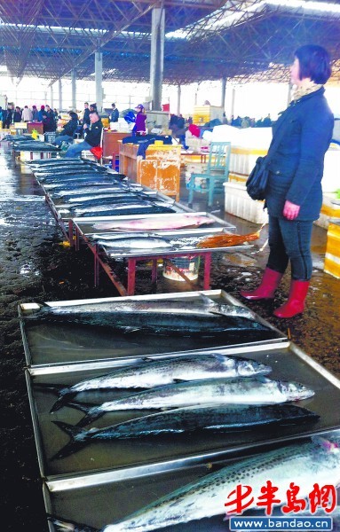 　　青岛市场上的鲅鱼
