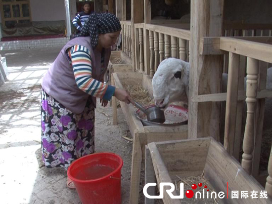 帕尔哈提家人在精心喂养瓦格吉尔羊