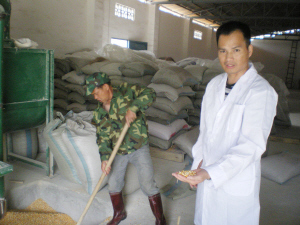 喂猪主要用玉米和豆粕