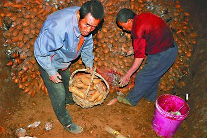 12日，平阴县冷饭村村民江师傅正在从地窖内把地瓜运出来。 记者李鹏飞 摄