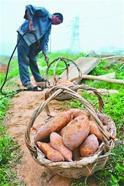 12日，平阴县冷饭村村民江师傅正在从地窖内把地瓜运出来。 记者李鹏飞 摄
