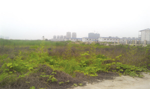 　　地王杂草丛生。