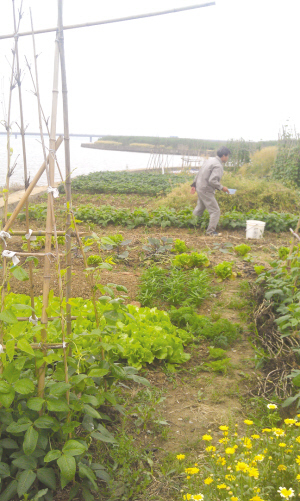 　　一老伯在给四季豆浇水。