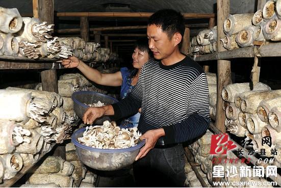 　　地窖内种蘑菇，让彭耀夫妇尝到了甜头。周顺利 摄