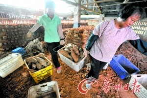 　　大量粉葛留在仓库里。