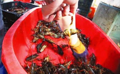 　　市场摊贩分拣死活虾