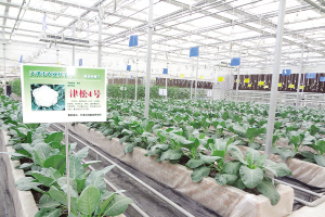 　　市农科院育种基地