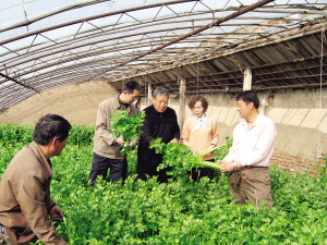 　　津南双港育种专家现场查看新品