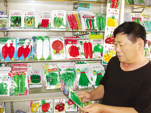 　　优质菜种受市场欢迎