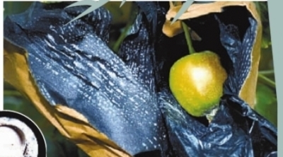 　　果农给苹果套的药袋里沾满用农药勾兑(小图)的白色药末。