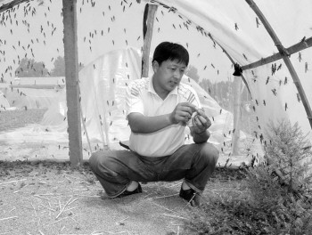 　　▲王秀强在养殖棚里观察蚂蚱生长情况。