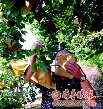 　　山东省农业厅派出的专家调查组工作人员对药袋进行采样。记者 赵伟 摄。　记者 赵伟 摄