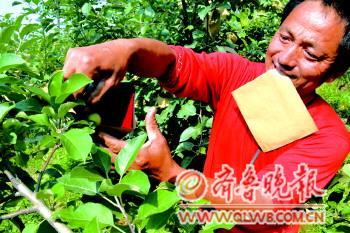 由于经常会一次拿出两个纸袋，果农徐永便习惯性地将另一个先含在嘴里。　本报记者 赵伟 摄