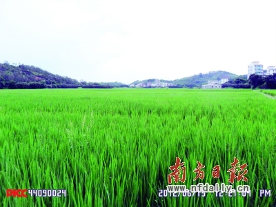 　　湛江绿油油的水稻长势喜人。吴伟洪 摄