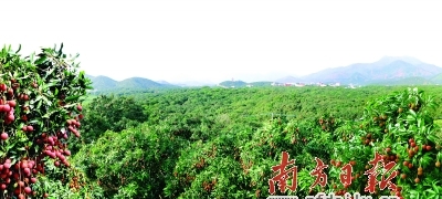 　　气势恢宏的茂名荔枝生产基地。