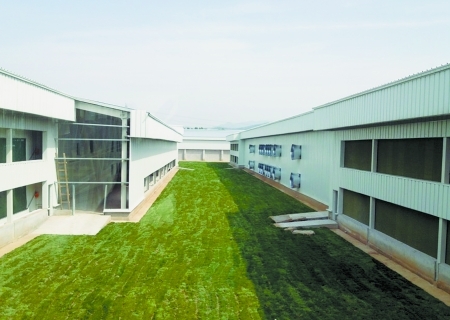 　　正大集团标准化蛋鸡养殖场鸡舍外景