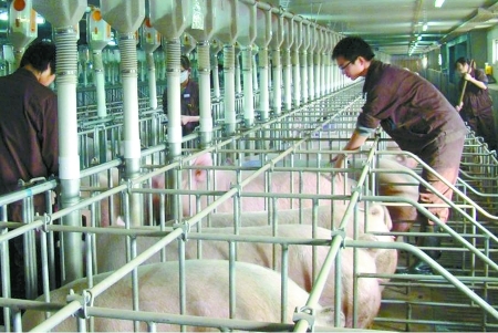 　　正大集团标准化种猪场妊娠猪舍